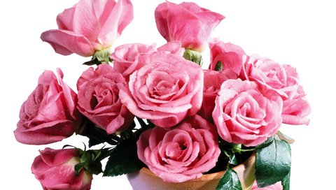 Обои цветы, листья, розы, лепестки, букет, розовые, flowers, leaves, roses, petals, bouquet, pink разрешение 1920x1200 Загрузить