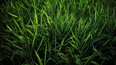 Обои трава, зелень, цвет, grass, greens, color разрешение 2560x1600 Загрузить