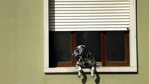 Обои собака, далматин, окно, жалюзи, dog, dalmatian, window, blinds разрешение 1920x1205 Загрузить