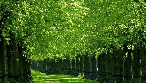 Обои деревья, природа, зелень, весна, аллея, trees, nature, greens, spring, alley разрешение 1920x1200 Загрузить