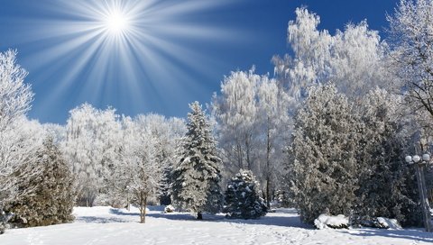Обои небо, деревья, снег, лес, зима, пейзаж, солнечные лучи, the sky, trees, snow, forest, winter, landscape, the sun's rays разрешение 1920x1200 Загрузить