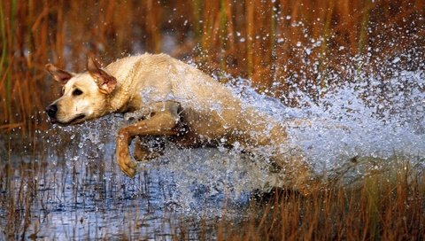 Обои трава, вода, собака, прыжок, охота, лабрадор, grass, water, dog, jump, hunting, labrador разрешение 1920x1080 Загрузить