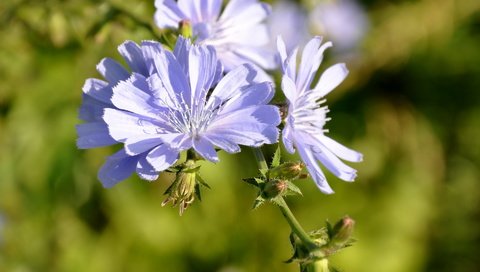 Обои цветы, лепестки, голубые, боке, цикорий, flowers, petals, blue, bokeh, chicory разрешение 1920x1440 Загрузить