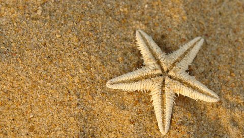 Обои макро, песок, сухая, морская звезда, подводный мир, macro, sand, dry, starfish, underwater world разрешение 2560x1600 Загрузить