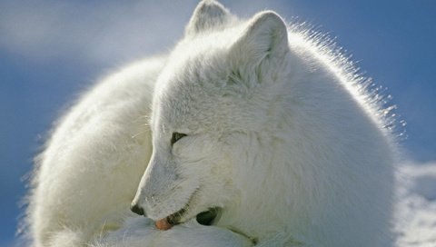 Обои зима, мех, песец, полярная лисица, winter, fur, fox, polar fox разрешение 1920x1080 Загрузить
