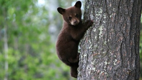 Обои мишка, на дереве, бурый, медвеженок, bear, on the tree, brown разрешение 1920x1080 Загрузить