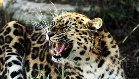 Обои леопард, большая кошка, оскал, злой, пятнистый, агрессия, leopard, big cat, grin, evil, spotted, aggression разрешение 2048x1280 Загрузить