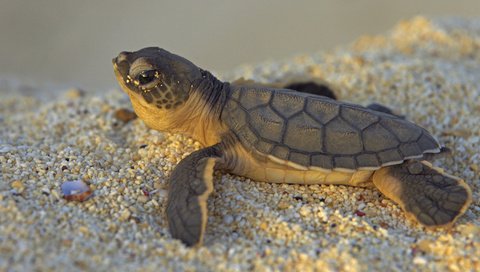 Обои камни, макро, песок, черепаха, морская черепаха, stones, macro, sand, turtle, sea turtle разрешение 1920x1080 Загрузить