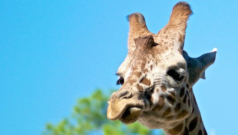 Обои морда, животное, жираф, face, animal, giraffe разрешение 1920x1200 Загрузить