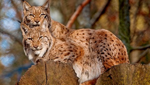 Обои рысь, на дереве, кисточки, две, две рыси, lynx, on the tree, brush, two, two lynx разрешение 1920x1280 Загрузить