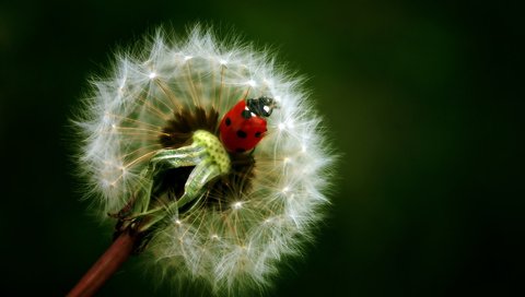 Обои фон, цветок, насекомые, божья коровка, одуванчик, background, flower, insects, ladybug, dandelion разрешение 1920x1200 Загрузить