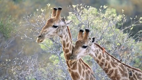 Обои животные, ветки, жираф, жирафы, шея, animals, branches, giraffe, giraffes, neck разрешение 1920x1200 Загрузить