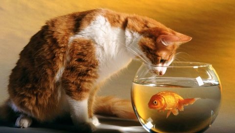 Обои кот, аквариум, рыбка, рыбалка, cat, aquarium, fish, fishing разрешение 1920x1200 Загрузить