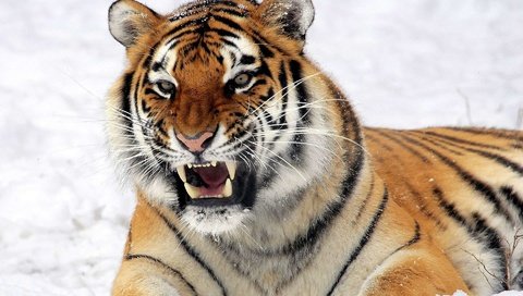 Обои тигр, снег, хищник, tiger, snow, predator разрешение 1920x1200 Загрузить