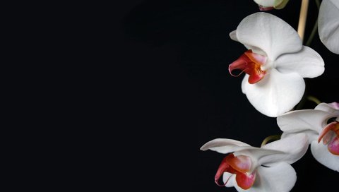 Обои цветы, темный фон, белая, орхидея, flowers, the dark background, white, orchid разрешение 1920x1200 Загрузить