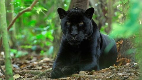 Обои природа, хищник, большая кошка, пантера, черный ягуар, nature, predator, big cat, panther, black jaguar разрешение 1920x1200 Загрузить