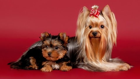 Обои красота, красный фон, собаки, бантик, йоркширский терьер, комнатные собачки, beauty, red background, dogs, bow, yorkshire terrier, lapdog разрешение 5000x3333 Загрузить