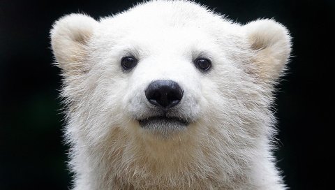 Обои медведь, белый, черный фон, белый медведь, медвежонок, полярный, северный, bear, white, black background, polar bear, polar, north разрешение 1920x1200 Загрузить