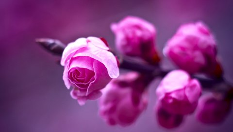Обои цветы, розовые, ветка, бутое, макро, fon, fioletovyj, makro, фон, rozovye, rozy, розы, vetka, розмытость, фиолетовый, размытость, весна, flowers, pink, branch, bute, macro, background, roses, razmytost, purple, blur, spring разрешение 1920x1200 Загрузить