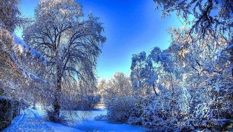Обои деревья, снег, природа, зима, утро, мороз, зимний лес, trees, snow, nature, winter, morning, frost, winter forest разрешение 1920x1200 Загрузить