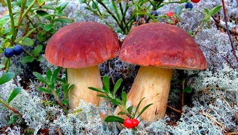 Обои природа, лес, грибы, nature, forest, mushrooms разрешение 2000x1501 Загрузить