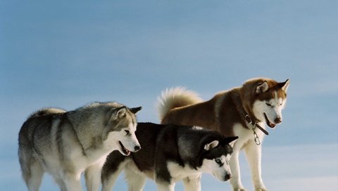 Обои снег, природа, хаски, собаки, snow, nature, husky, dogs разрешение 2560x1600 Загрузить