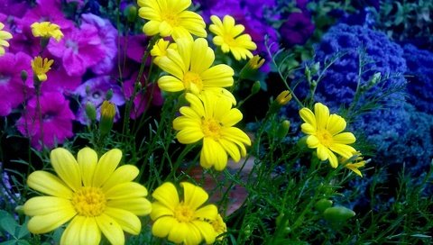 Обои цветы, хризантемы, маргаритки, romashki, zheltye, klumba, flowers, chrysanthemum, daisy разрешение 1920x1200 Загрузить