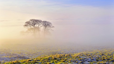 Обои небо, деревья, природа, утро, туман, the sky, trees, nature, morning, fog разрешение 2560x1600 Загрузить