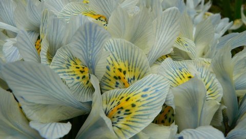 Обои цветы, макро, лепестки, нежные, орхидея, ирисы, flowers, macro, petals, gentle, orchid, irises разрешение 1920x1200 Загрузить
