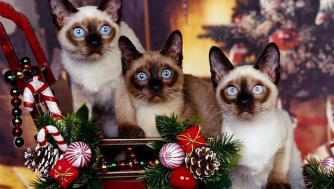 Обои новый год, украшения, кошки, котята, праздник, сиамские кошки, сиамская кошка, new year, decoration, cats, kittens, holiday, siamese cats, siamese cat разрешение 1920x1200 Загрузить