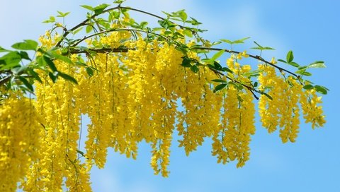 Обои весна, жёлтая, vid, kartinka, krasivo, oboi, krupno, акация, мимоза, spring, yellow, acacia, mimosa разрешение 2560x1600 Загрузить