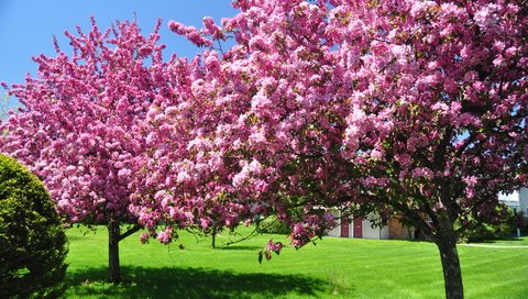 Обои небо, дерево, зелёный, сад, весна, цветущие, газон, the sky, tree, green, garden, spring, blooming, lawn разрешение 3216x2136 Загрузить