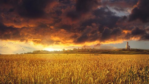 Обои небо, облака, закат, тучи, пейзаж, поле, колосья, пшеница, the sky, clouds, sunset, landscape, field, ears, wheat разрешение 1920x1230 Загрузить