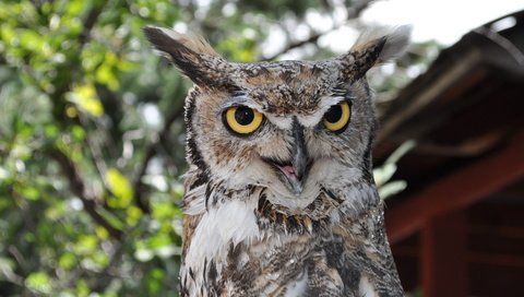 Обои глаза, сова, взгляд, птица, большая рогатая сова, eyes, owl, look, bird, great horned owl разрешение 4288x2848 Загрузить