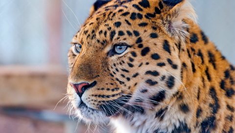Обои морда, усы, взгляд, леопард, хищник, дальневосточный леопард, face, mustache, look, leopard, predator, the far eastern leopard разрешение 2560x1703 Загрузить