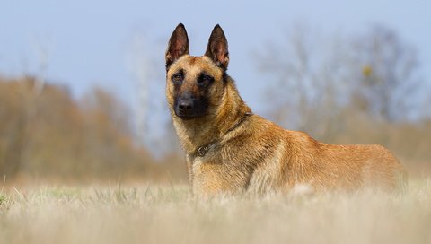 Обои взгляд, собака, друг, малинуа, бельгийская овчарка, look, dog, each, malinois, belgian shepherd разрешение 2560x1600 Загрузить