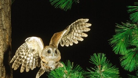 Обои ночь, сова, дерево, птица, night, owl, tree, bird разрешение 2560x1440 Загрузить