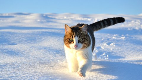 Обои снег, зима, кот, кошка, прогулка, snow, winter, cat, walk разрешение 1920x1300 Загрузить