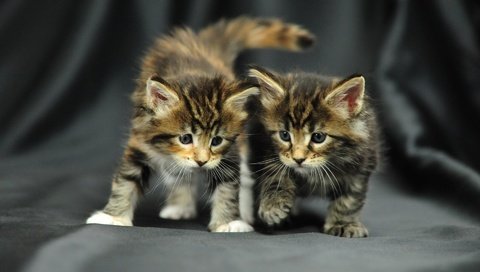 Обои кошки, пушистики, малыши, котята, симпатичные, cats, pussies, kids, kittens, cute разрешение 1920x1200 Загрузить