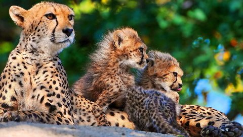 Обои хищник, семья, котята, гепард, гепарды, мать, predator, family, kittens, cheetah, cheetahs, mother разрешение 1920x1157 Загрузить