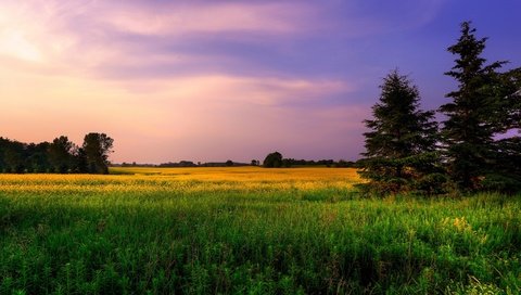 Обои небо, цветы, трава, деревья, природа, закат, поле, ели, the sky, flowers, grass, trees, nature, sunset, field, ate разрешение 2560x1600 Загрузить