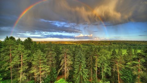 Обои лес, радуга, forest, rainbow разрешение 5315x3543 Загрузить