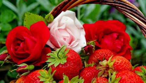 Обои цветы, бутоны, розы, клубника, ягоды, корзинка, flowers, buds, roses, strawberry, berries, basket разрешение 2560x1703 Загрузить