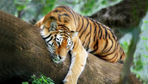 Обои тигр, дерево, тег, tiger, tree, tag разрешение 1920x1080 Загрузить