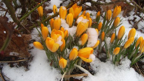 Обои желтый, весна, подснежники, yellow, spring, snowdrops разрешение 1920x1080 Загрузить