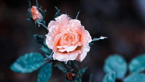 Обои цветы, лепестки, бутоны, розовая, фон, цветок, роса, капли, розы, роза, flowers, petals, buds, pink, background, flower, rosa, drops, roses, rose разрешение 2560x1600 Загрузить