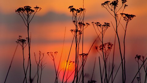 Обои небо, облака, вечер, закат, силуэт, растение, the sky, clouds, the evening, sunset, silhouette, plant разрешение 2048x1364 Загрузить