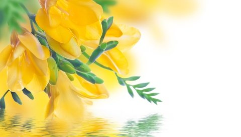 Обои цветы, отражение, желтые, фрезия, flowers, reflection, yellow, freesia разрешение 4000x3003 Загрузить