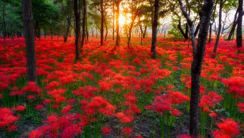 Обои небо, цветы, деревья, солнце, лес, пейзаж, the sky, flowers, trees, the sun, forest, landscape разрешение 2048x1367 Загрузить