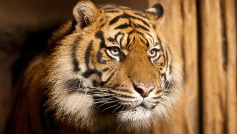 Обои тигр, морда, взгляд, хищник, tiger, face, look, predator разрешение 3888x2592 Загрузить